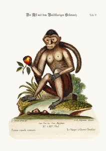 O macaco de cauda de Bush, 1749-73